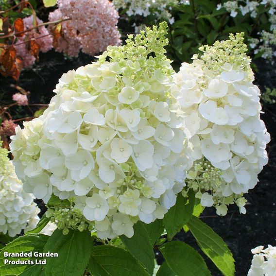 Hydrangea paniculata 'Magical Mont Blanc'