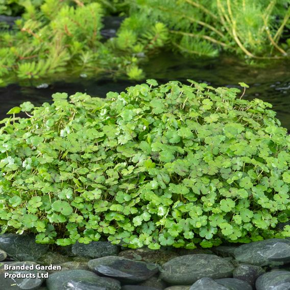 Hydrocotyle novae-zeelandiae (Oxygenating Aquatic)