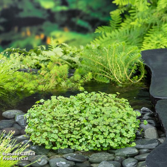 Hydrocotyle novae-zeelandiae (Oxygenating Aquatic)
