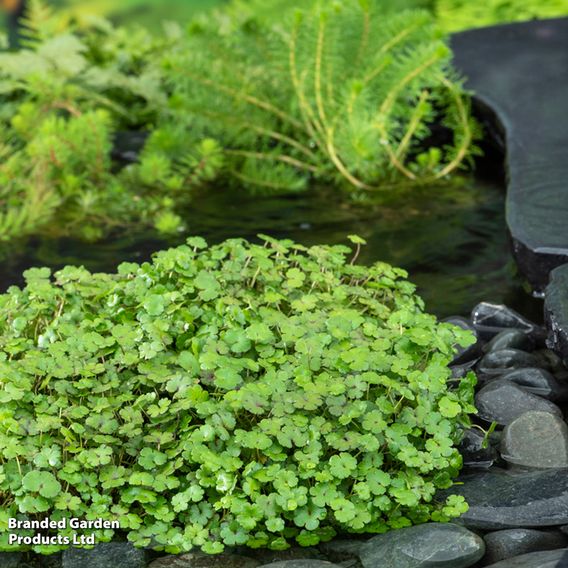 Hydrocotyle novae-zeelandiae (Oxygenating Aquatic)
