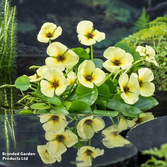 Hydrocleys nymphoides (Floating aquatic)