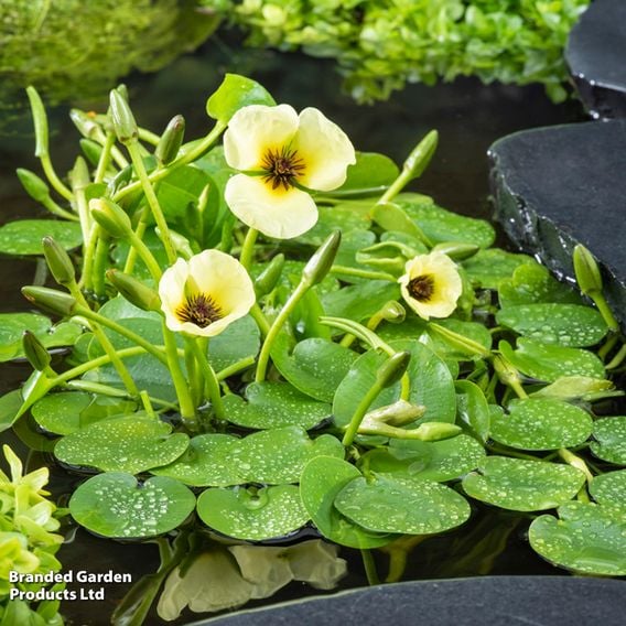 Hydrocleys nymphoides (Floating aquatic)