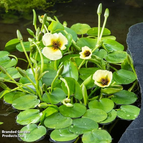 Hydrocleys nymphoides (Floating aquatic)