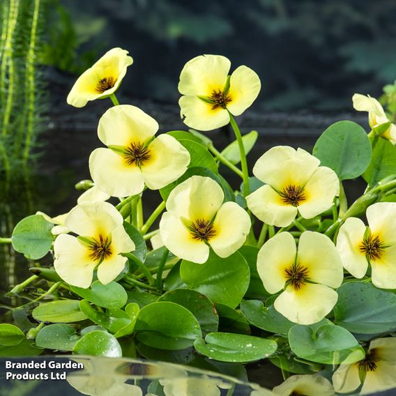 Hydrocleys nymphoides (Floating aquatic)