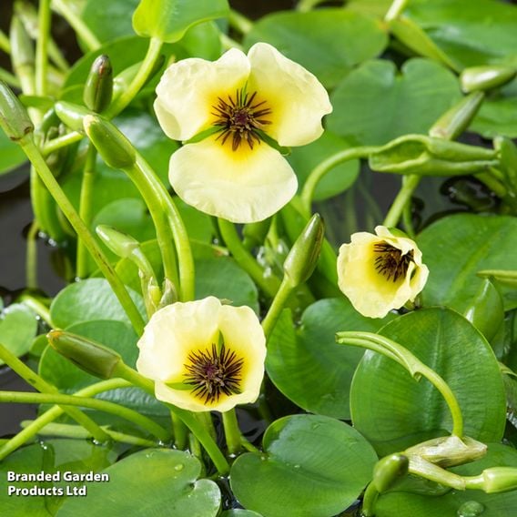 Hydrocleys nymphoides (Floating aquatic)