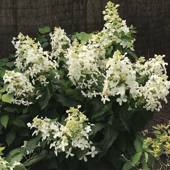 Hydrangea paniculata 'Levana'