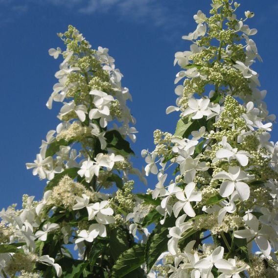 Hydrangea paniculata 'Levana'