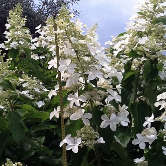 Hydrangea paniculata 'Levana'