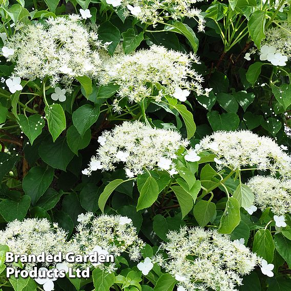 Hydrangea petiolaris