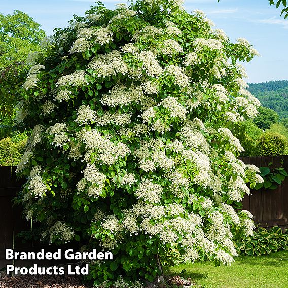 Hydrangea petiolaris