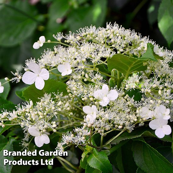 Hydrangea petiolaris