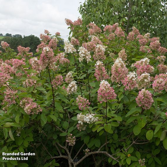 Hydrangea paniculata 'Pink Diamond'