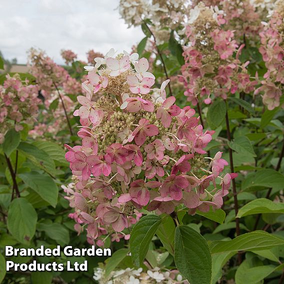 Hydrangea paniculata 'Pink Diamond'