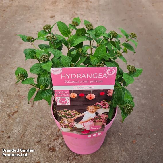 Hydrangea serrata 'Pink Petticoat'