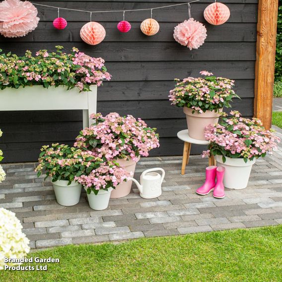 Hydrangea serrata 'Pink Petticoat'