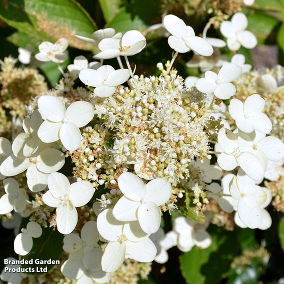 Hydrangea paniculata 'Prim White'