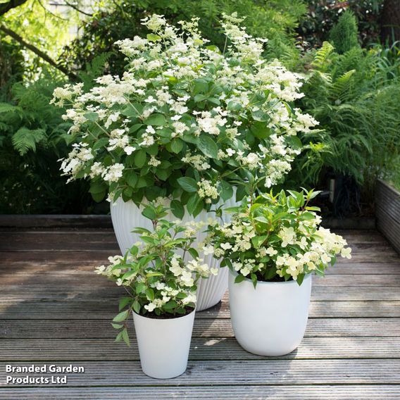 Hydrangea paniculata 'Prim White'
