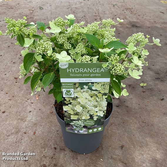 Hydrangea paniculata 'Prim White'