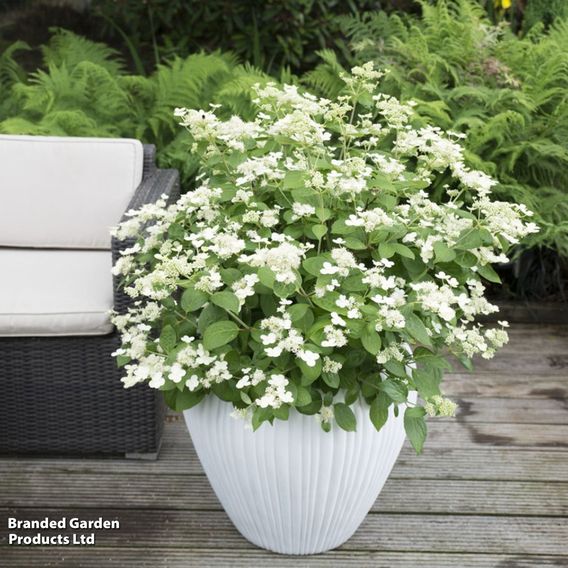 Hydrangea paniculata 'Prim White'