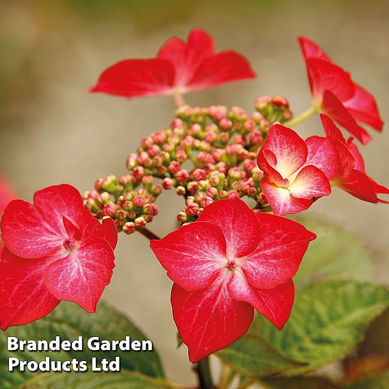 Hydrangea macrophylla 'Red Bull'