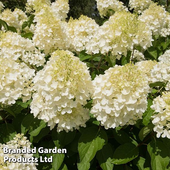 Hydrangea paniculata 'Silver Dollar'