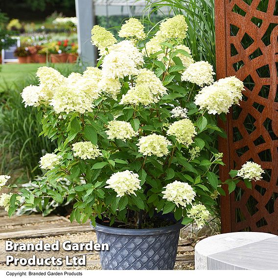 Hydrangea paniculata 'Skyfall'