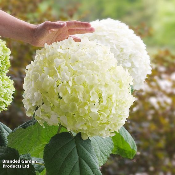Hydrangea arborescens 'Strong Annabelle'