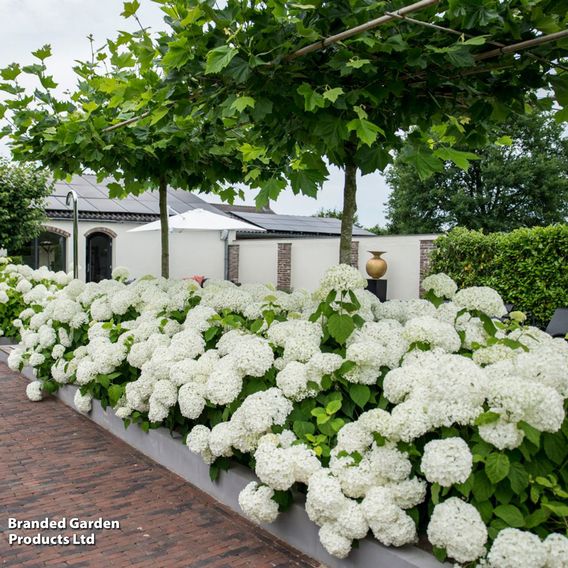 Hydrangea arborescens 'Strong Annabelle'