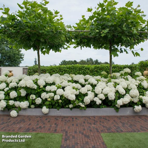 Hydrangea arborescens 'Strong Annabelle'