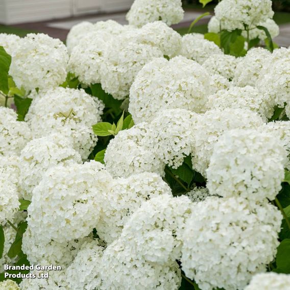 Hydrangea arborescens 'Strong Annabelle'