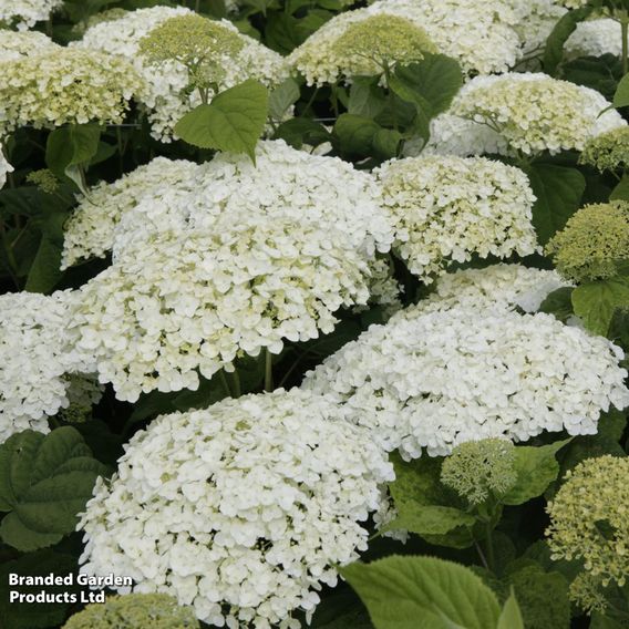 Hydrangea arborescens 'Strong Annabelle'