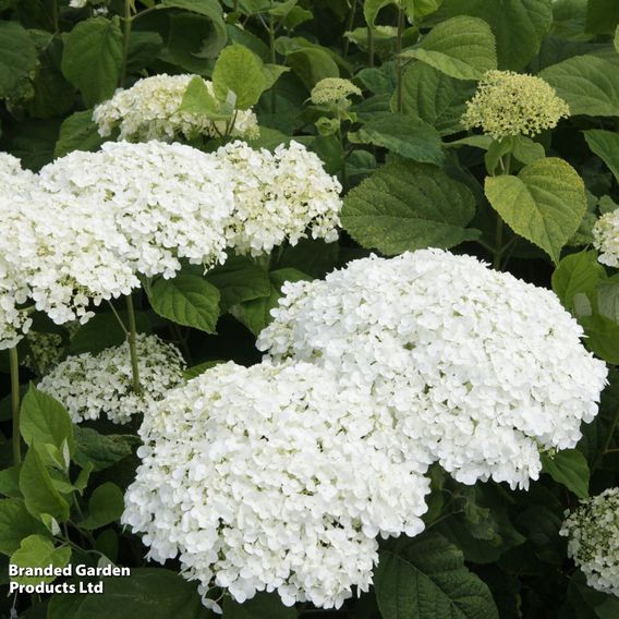 Hydrangea arborescens 'Strong Annabelle'