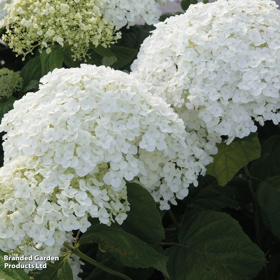 Hydrangea arborescens 'Strong Annabelle'