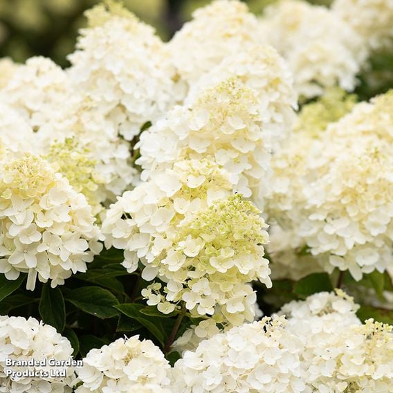 Hydrangea 'Living Summer Snow'