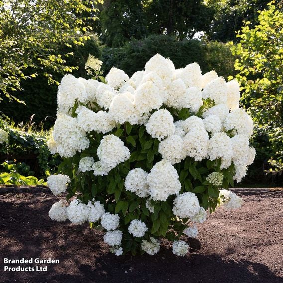 Hydrangea 'Living Summer Snow'