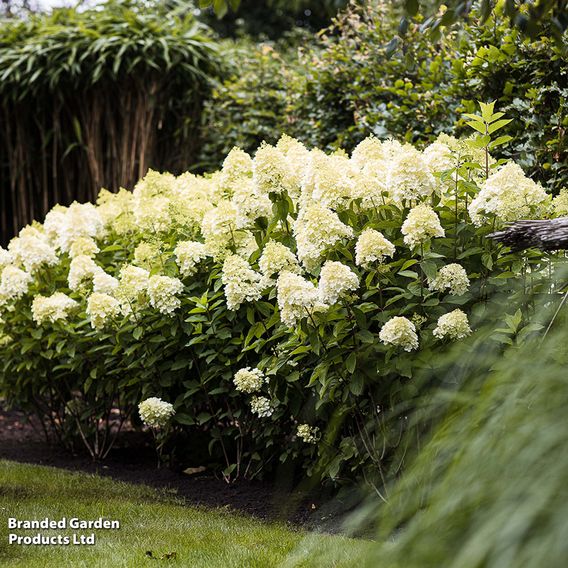 Hydrangea 'Living Summer Snow'