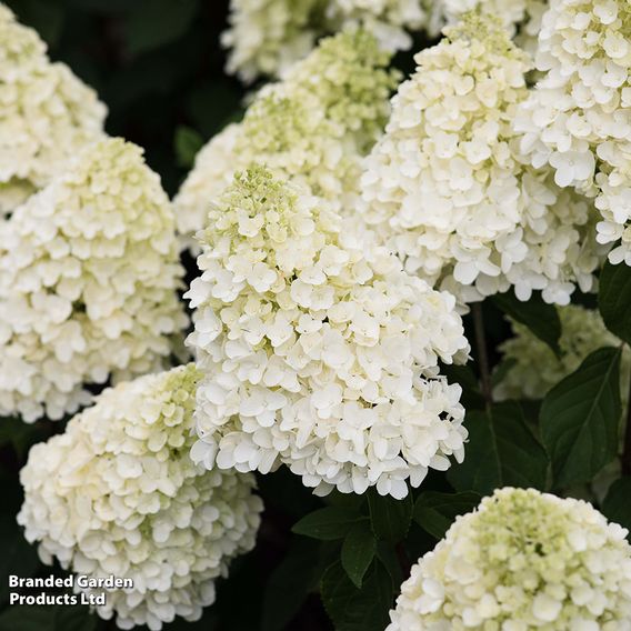 Hydrangea 'Living Summer Snow'