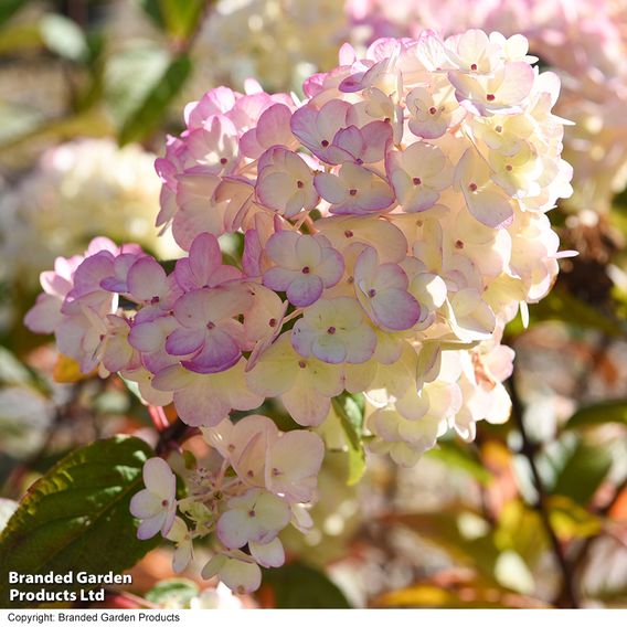 Hydrangea paniculata 'Sundae Fraise'