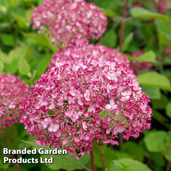Hydrangea arborescens 'Sweet Annabelle'