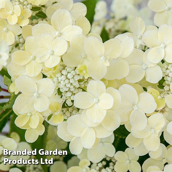 Hydrangea Paniculata 'Switch Ophelia'