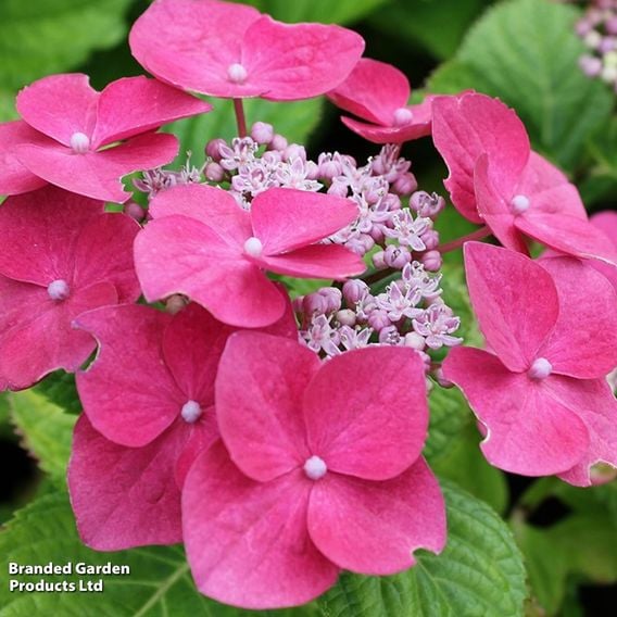 Hydrangea macrophylla 'Teller Pink'