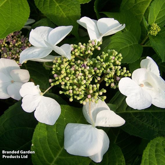 Hydrangea macrophylla 'Teller White'