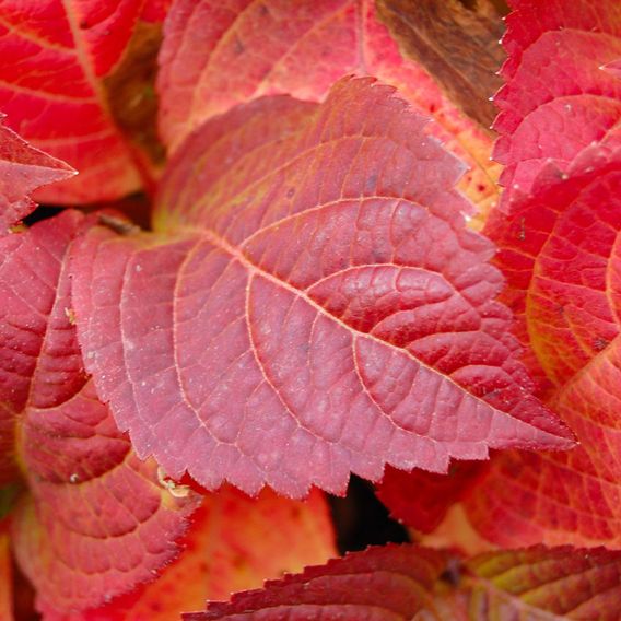 Hydrangea serrata 'Veerle'