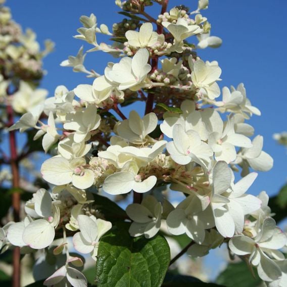 Hydrangea paniculata 'Wim's Red'