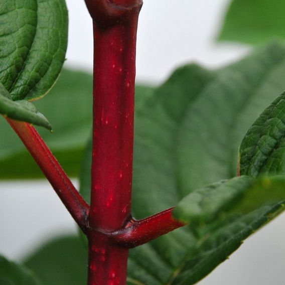 Hydrangea paniculata 'Wim's Red'