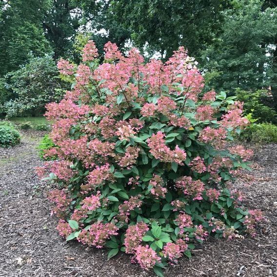 Hydrangea paniculata 'Wim's Red'
