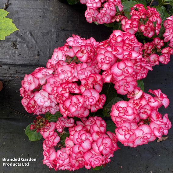 Hydrangea macrophylla 'Yulika'