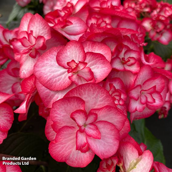 Hydrangea macrophylla 'Yulika'