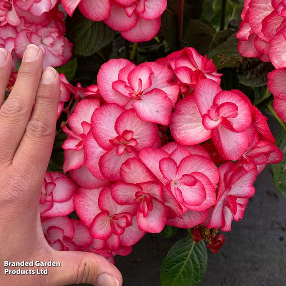 Hydrangea macrophylla 'Yulika'
