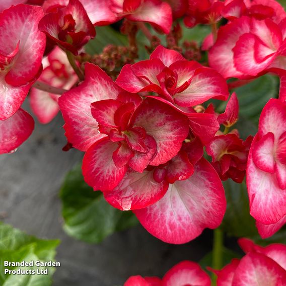 Hydrangea macrophylla 'Yulika'